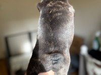 Ev bakımı şeceresi olan french bulldog yavrular