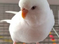 Yavru albino muhabbet kuşum