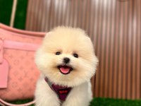 Ayı Surat Pomeranian Yavrular Korekan