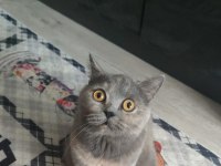 Acil Sahiplendirilecek 3 Yaşında Dişi Kısır Kedimiz