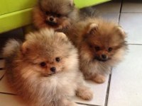 Yeni ailelerini arayan minik pomeranian prensesler