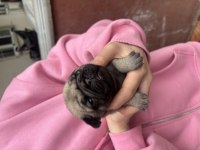 Safkan orjinal pug