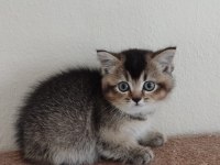 British shorthair blackgolden dişi