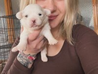 Maltese Köpeği Yavrularımız