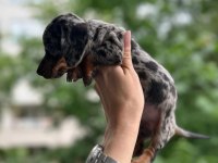 Show kalite sosis köpek yavrularımız