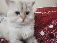 Dişi ve erkek yetişkin kedilerimiz sahiplendirilecek