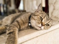 British Shorthair Yavru Kedimiz