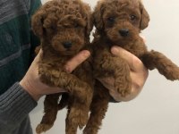 TOY POODLE ERKEK