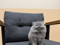 BRİTİSH LONGHAİR YAVRU KEDİMİZ