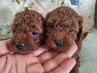 Kore Kan Poodle Bebekler