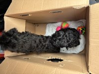 TOY POODLE ÇİFT