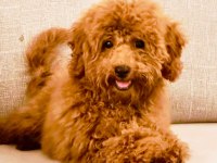 TOY POODLE 6 AYLIK ERKEK