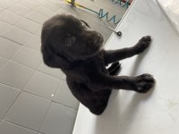 40 Günlük Has Golden Retriever