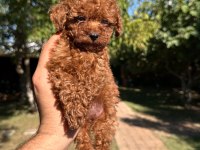 Buram buram kalite toy poodle yavrularımız 