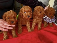 Anne altından poodle ırk garantili bebişler