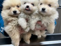 Kar beyazı pomeranian yavrularımız