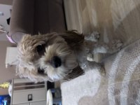 Tarçın maltipoo kızım 1 yaşında