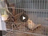 2 tane erkek sultan papağanı
