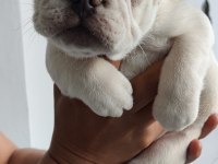 Exotic french bulldog yavrular teslime hazır
