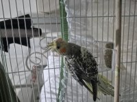2,5 AYLIK SULTAN PAPAĞANI