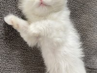 Scottish fold kedimiz ciddi alıcılar
