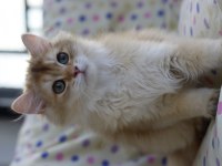 British longhair erkek kedimiz