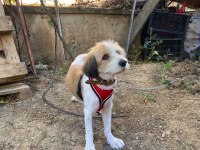 Köpeğimiz toprağı sahiplendirmek istiyoruz