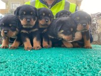 Koca Kafa Rottweiler Yavrular