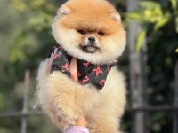 Ankara’nın En Üst Ayı Surat Bebekleri