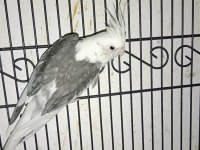 Yetişkin white face sultan papağanı erkekler