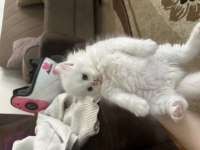 2 buçuk aylık british longhair yavru kediler