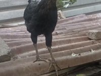 Fazlalıktan dolayı sahiplendireceğim horoz