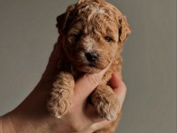 Maltipoo Minik Yavrularımız