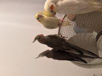 Bebek Sultan Papağanlarımız