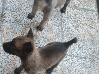 36 Günlük Belçika Malinois