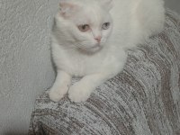 Çok Acil Sahiplendirme