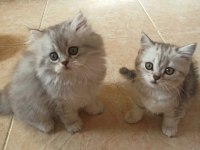 British Shorthair / Longhair Yavrularımız