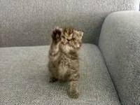 Scottish Fold 2 Aylık Dişi