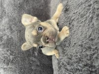 Exotic french bulldog yavrular
