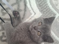 Yavru British Shorthair Kedimiz