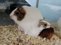 Yavru ve Damızlık Guinea Pig
