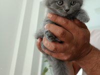 Orjinal british shorthair yavrularım