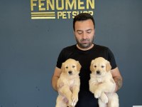 ORJİNAL BABY FACE GOLDEN RETRİEVER YAVRULAR ANKARA