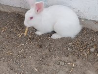 7-8 aylık bembeyaz sağlıklı tertemiz albino tavşan