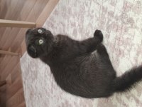 Erkek 3 aylık ücretli scottish fold