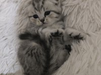 1.5 Aylık Scottish Fold Yavrularımız Sahiplendirilecektir