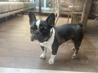 Eğitimli dişi french bulldog
