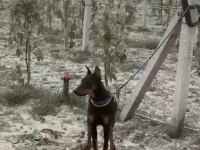 Dişi doberman 9 aylık