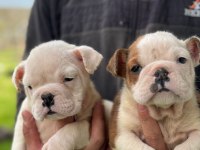 Safkan Erkek Ve Dişi Yavru Köpekler