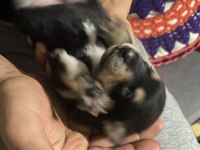 Pinscher Yavruları